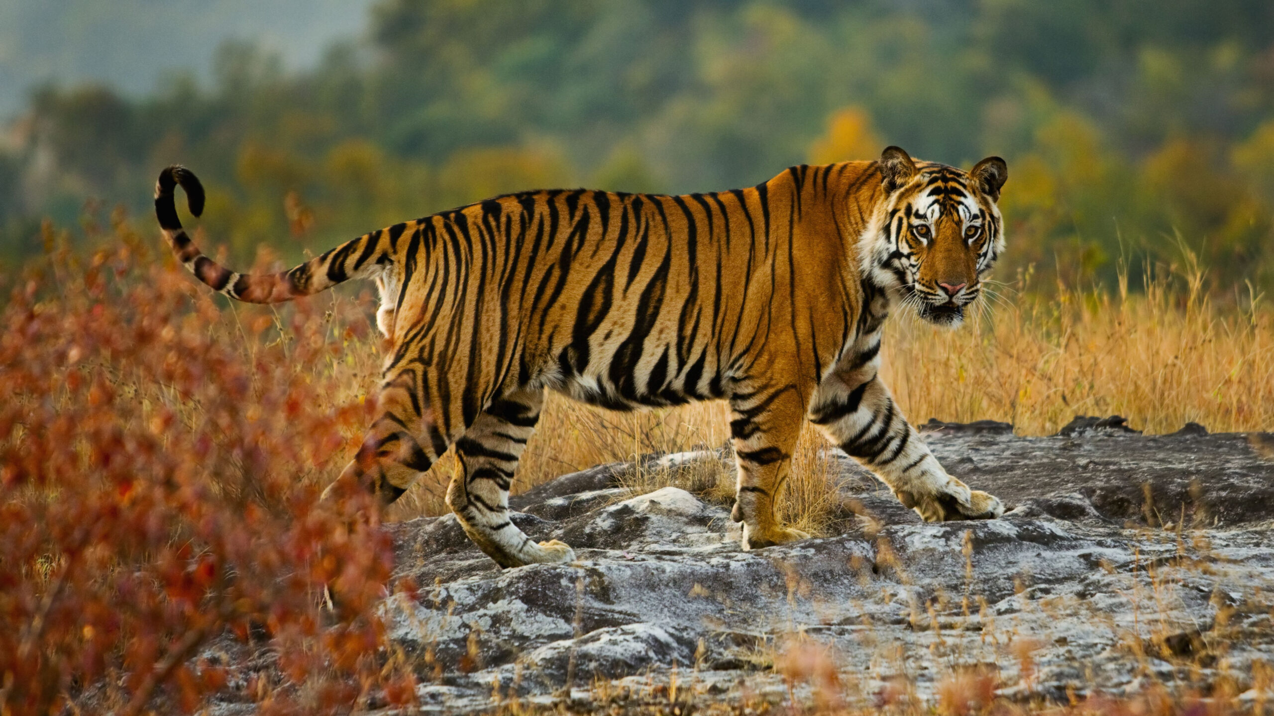 The National Animal of India (Tiger)